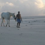 Cheval sur la plage Brésil