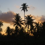 Palmiers Brésil