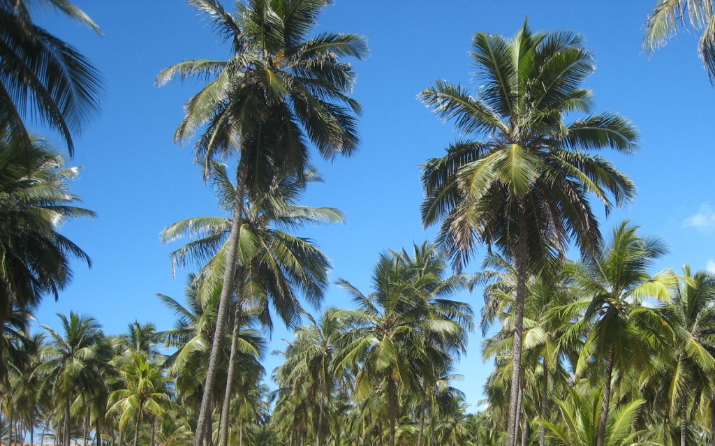 Palmiers du Brésil