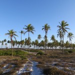 Palmiers à Bahia Brésil