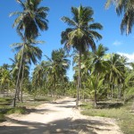 Route palmeraie Brésil